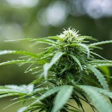 Weed in Kaohsiung City