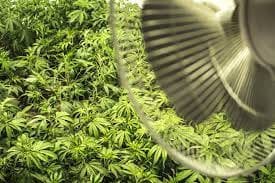 Cannabis in Fengshan District