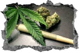 Weed in Lohja
