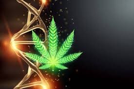Weed in Hoa Binh