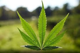 Cannabis in Budaiya