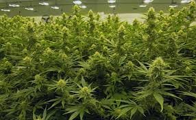 Weed in Klang