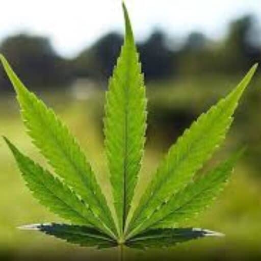 Weed in Horsens